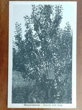 Massalombarda raccolta della - massalombarda,