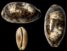 Cypraea testudinaria nana - f.,