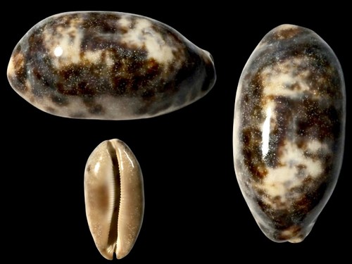 Cypraea testudinaria nana - testudinaria,