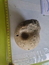 INTERESSANTE  GONIATITE