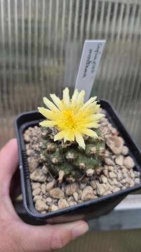 Copiapoa montana rarità - copiapoa,