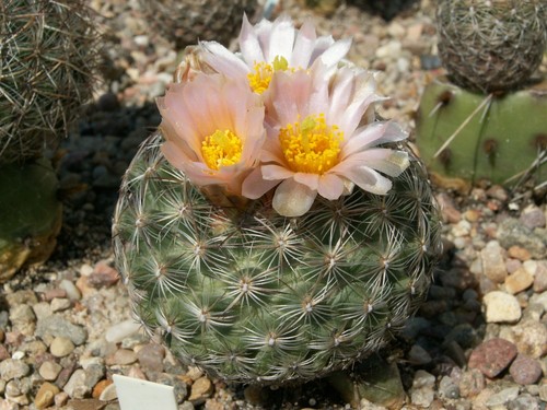 Pediocactus simpsonii vzd 865 - pediocactus,