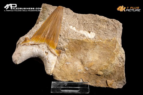Dente fossile otodus - dente, di
