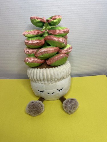 Pianta succulenta vaso - succulenta,