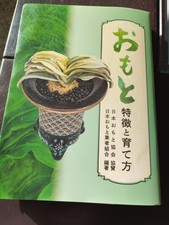 Omoto / Rohdea guide 2024