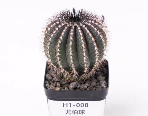 Vaso pianta rara cactus - 5,5, cm