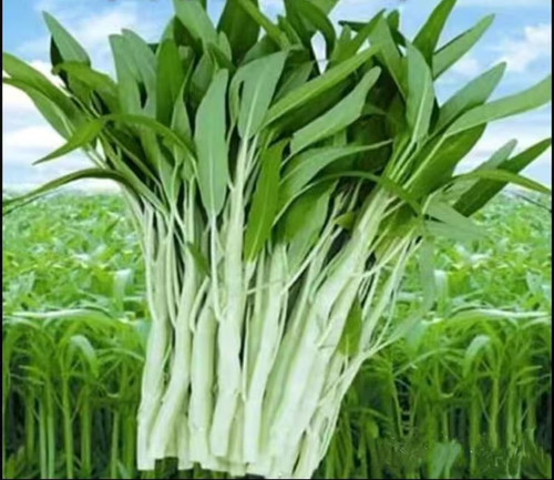 100 semi acqua spinaci - semi,