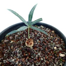 Cycas chevalieri vicino a Dak Rong, fiume Rao Quan - Chevalier's Cycad | Cycas cheva