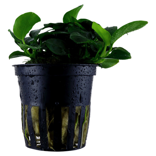 Anubias barteri petite in - 'petite',