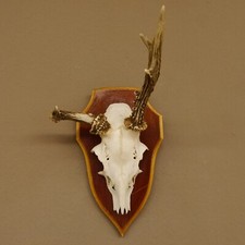 Rehbock Peso 284 G Abnorme