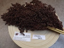 Sorgo rosso Onavas - miglio da zucchero - 100+ semi - RENDIMENTO e BELLISSIMO...