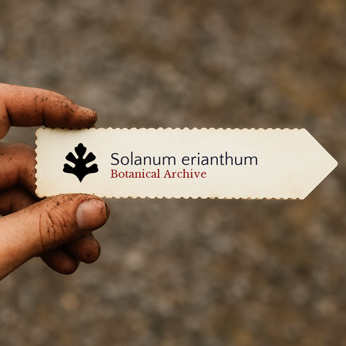 Solanum erianthum seeds - erianthum,