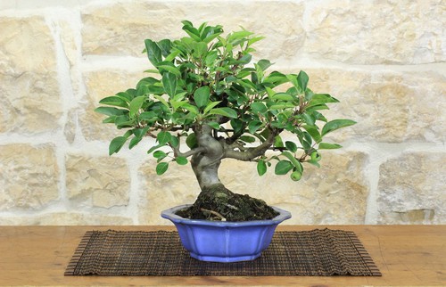 Bonsai melo fiore - melo, da