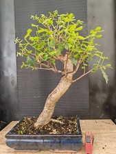 bonsai  quercia   h 61  cm