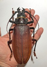 TITANUS GIGANTEUS******TAGLIA