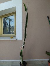 Pianta Di Pitaya, Dragon Fruit, Frutto Del Drago, Varietà Tesoro