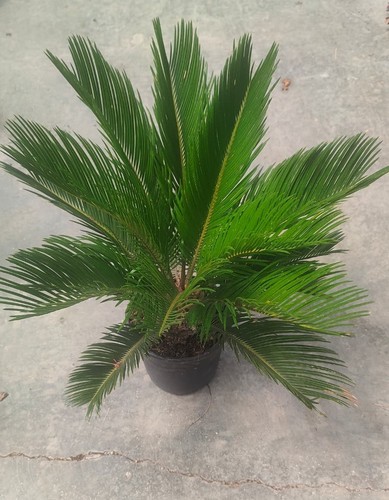 Cycas v18 - cycas,