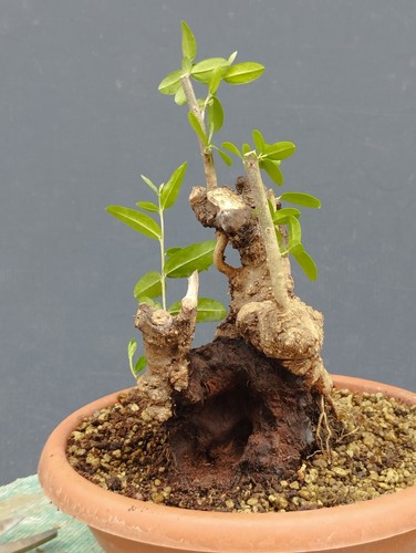 Bonsai olivastro 25x15cm - bonsai,