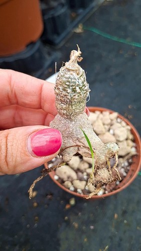 Trachyandra saltii cactus - trachyandra,