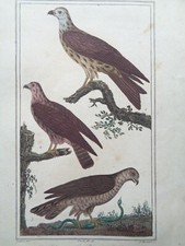 Buffon/Vauthier Incisione