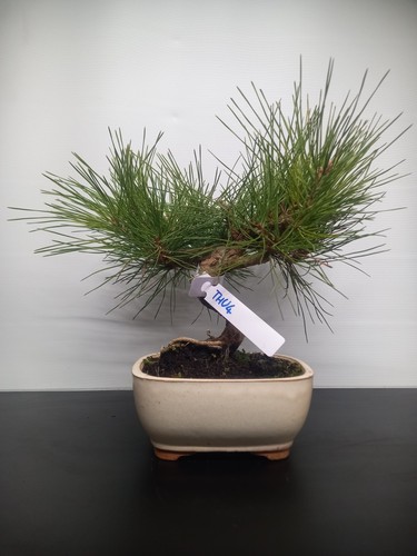 Bonsai pino nero thu4 - di,