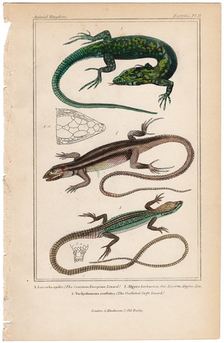 Cuvier regno animale antica - regno,