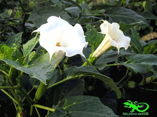 Semi datura wrightii - semi,