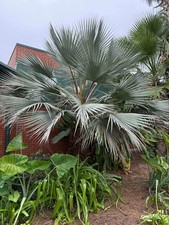 Brahea armata Seeds!  Mexican