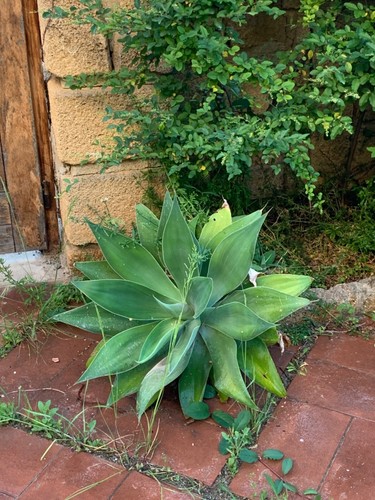 Agave attenuata diametro - attenuata, 67