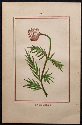 1886 camomilla botanica - 1886,