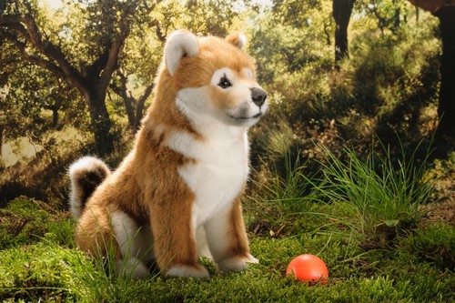 Kösen shiba inu - cucciolo, 21