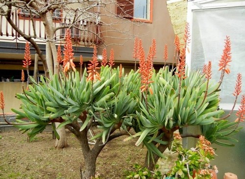 Aloe plicatilis fan - plicatilis,,