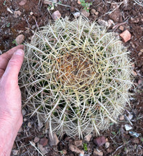 Echinocactus grusonii pianta - -,