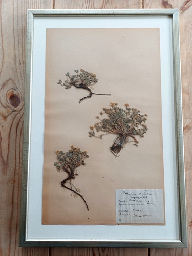 Swedish herbarium potentilla - swedish,