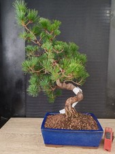 Bonsai pino pentaphilla - bonsai, h