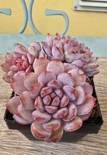 Echeveria bing cluster - echeveria, lu
