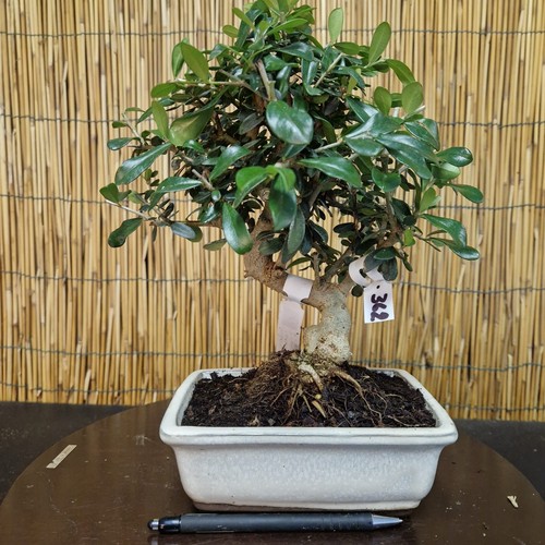 Bonsai olivo selvatico h - di,