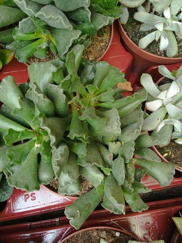 Adromischus cristatus grande - adromischus,