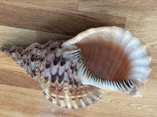 Tromba tritone charonia - tromba, di