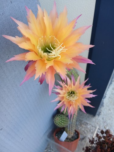 Cereus hybrid super apricot - 'super, apricot'