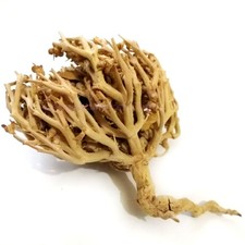 Rosa di Gerico 100% Naturale (Fiore di Maria) Anastatica Hierochuntica