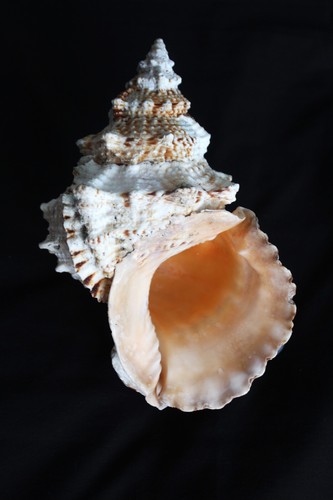 Giant frog seashell - 'giant, (a1)