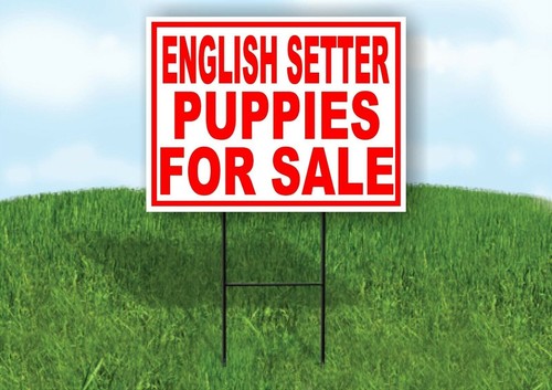 Setter inglese cuccioli - setter,