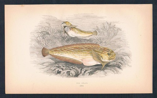 1870 lumaca mare snail - 1870, fish