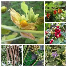 ASSORTIMENTO DI PIANTE