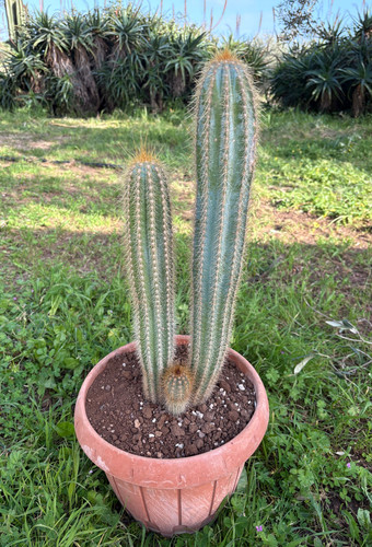 Pilosocereus odilensis - pilosocereus,