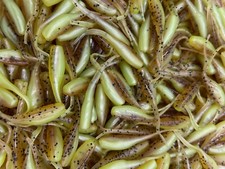 100 pz 2" Zucca Shad Stinger