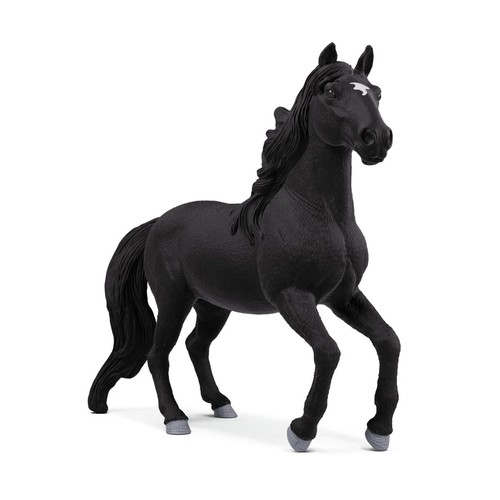 Stallone lusitano cavallo - stallone,