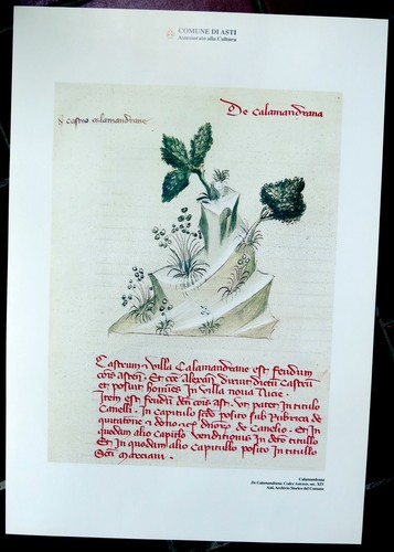 Manifesto calamandrana asti - manifesto,