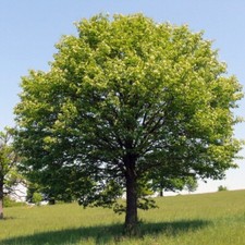 ACER CAMPESTRE - ACERO